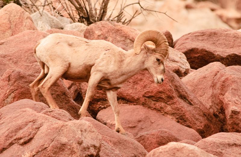 Desert Bighorn Sheep-5963 - UNTITLED ©2010 Dan Stevenson